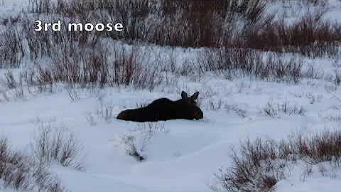 Snowshoeing in Moose Paradise