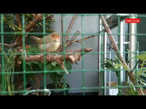 Video: Apakah burung kecil dengan kepala merah?