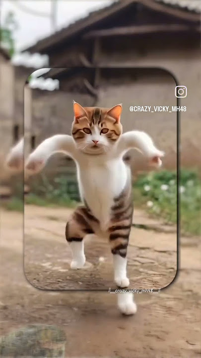 NEW Tarpa Dance caT new tarpa song 2024 #newsong #tarpa #gavthi