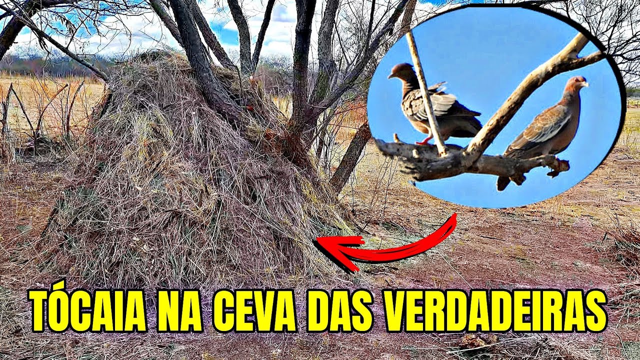 NUNCA TINHA VISTO TANTAS POMBAS ASA-BRANCA NA TÓCAIA