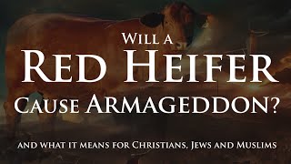 Will a Red Heifer Cause Armageddon @GospelLessons1