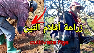 زراعة اقلام التين من البداية Cultivate figs