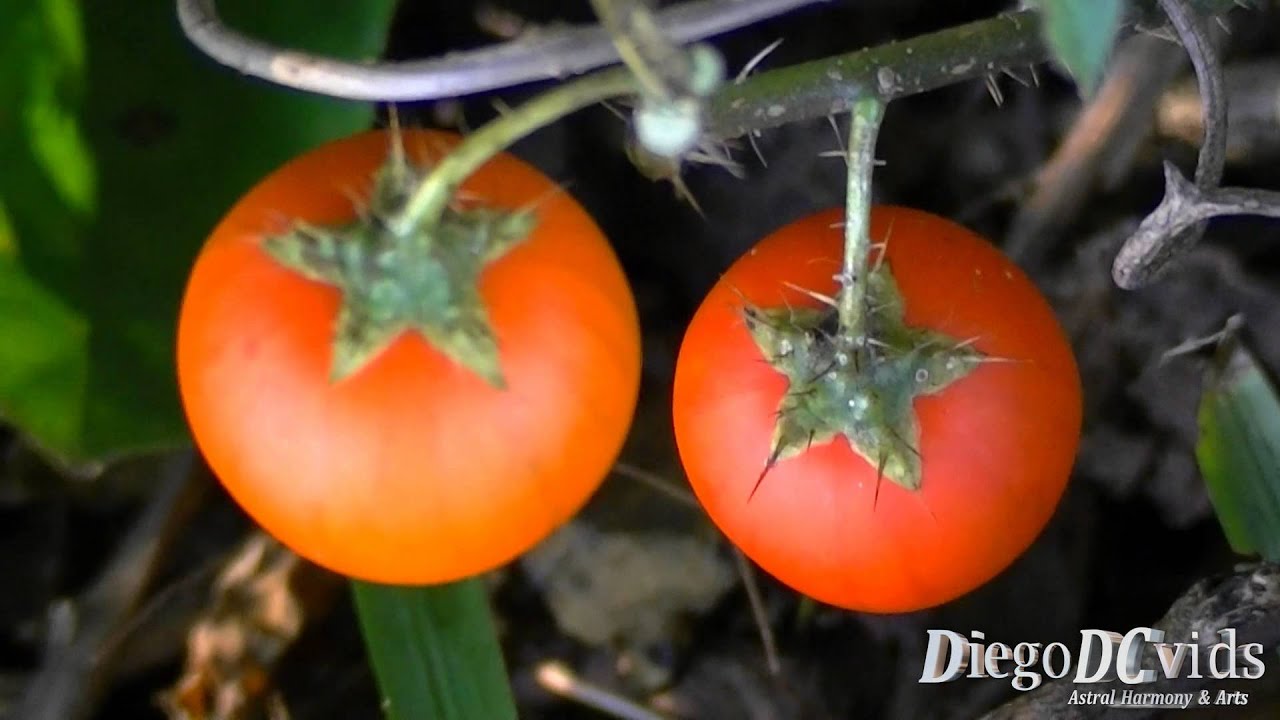 Solanum capsicoides - Cockroach Berry - Mata-cavalo (Solanaceae