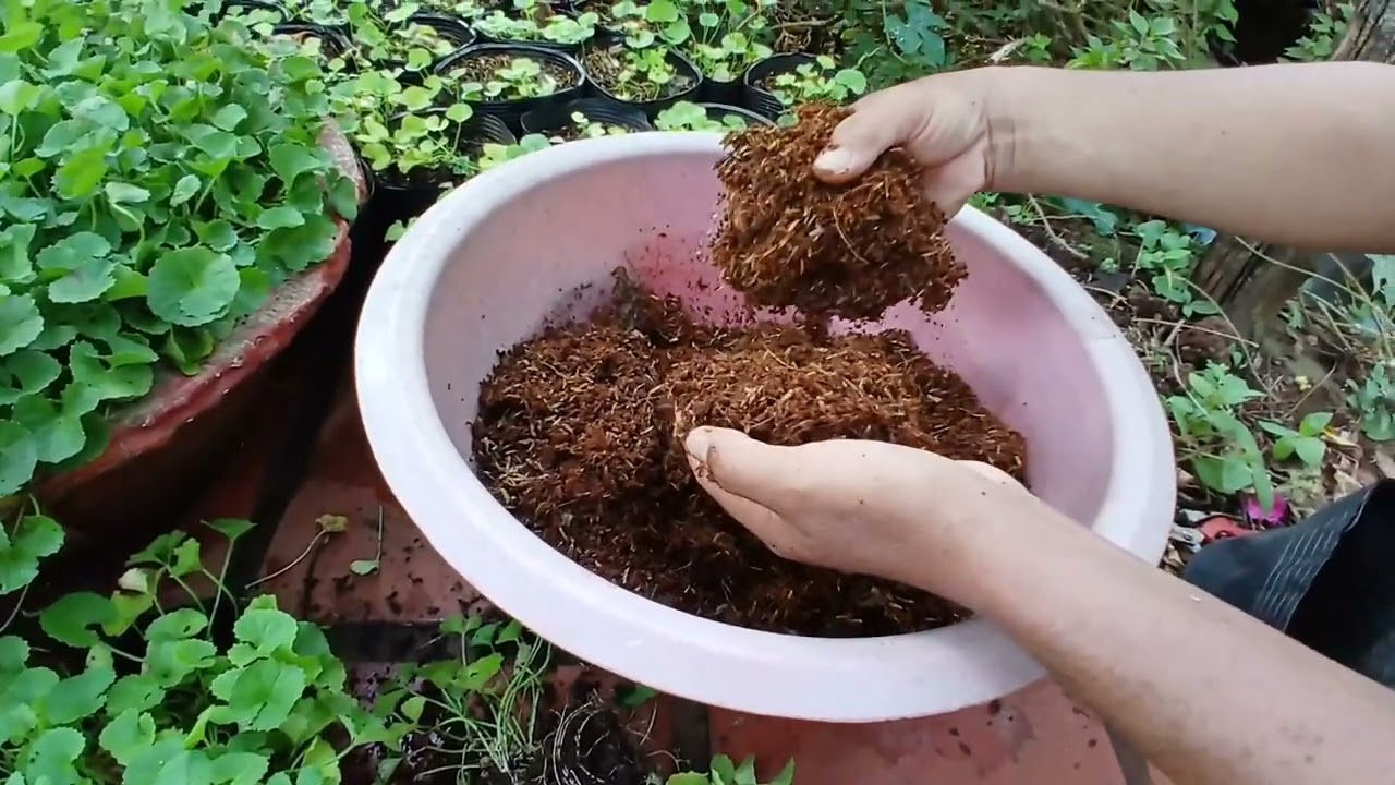 Cách trồng rau má trong chậu rất đơn giản