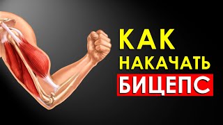 видео: Как Быстро Накачать Большой Бицепс? картинка: Как Быстро Накачать Большой Бицепс?