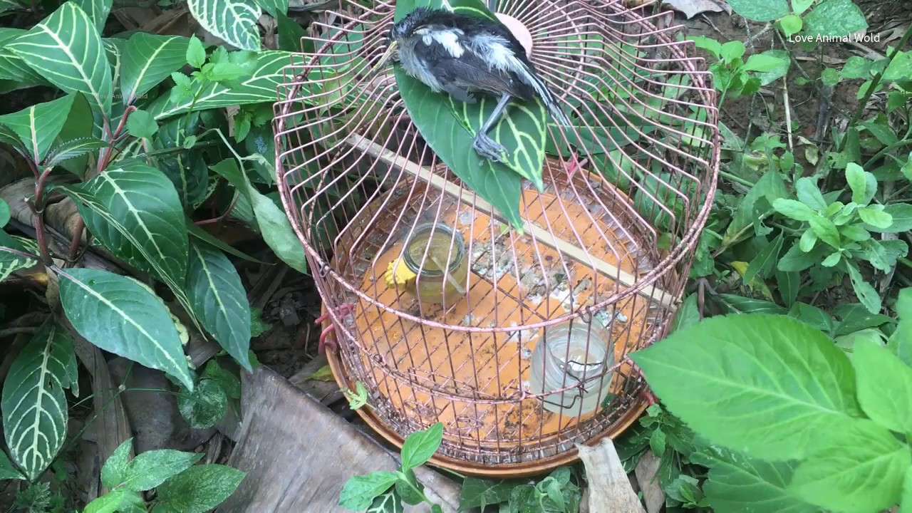 Girl Discovering The Hungry Bird And The Sad End | Love Animal Wold