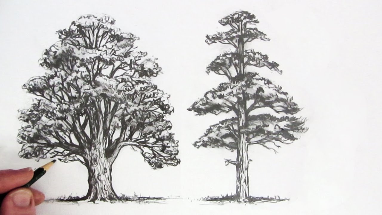 How To Draw Trees - eBook This!