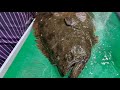 [7kg 자연산 대광어 회뜨기] 대광어 7kg 을 4등분 택배포장! Korean fish market - Huge Flatfish