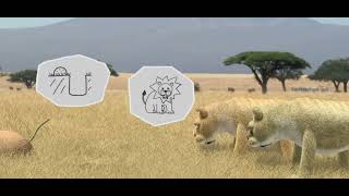 Savanna Version - Wildebeest From Birdbox Studio 2025