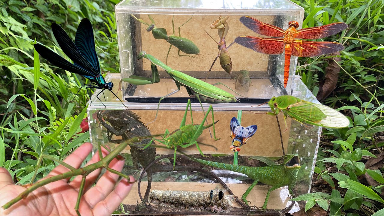 Injured by chameleon bite‼️catch fly, mantis, cicada, dragonfly, caterpillar, katydid, damselfly