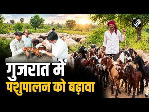 बकरी पालन योजना से गुजरात के किसानों को मिली आर्थिक मजबूती