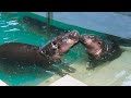 ミニカバ 1才になってもお母さんが大好き / Pygmy hippo Tam Tam is a mama&#39;s boy!