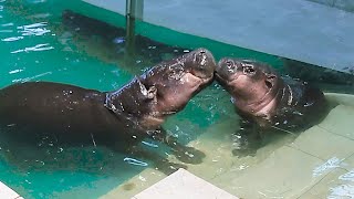 Pygmy hippo Tam Tam is a mama's boy!