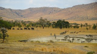 तंजानिया का सेरंगेटी अफ्रीका। [विभिन्न प्रकार के वन्य जीव।]—EP#3 Hindi
