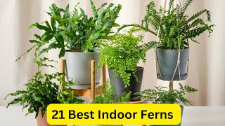 21 Best Indoor Ferns To Add To Your Houseplant Collection || #indoorplants