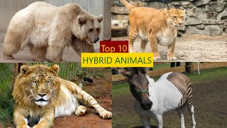 Top 10 Hybrid Animals Around the World