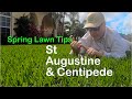 2020 spring lawn tips warm season  st augustine centipede  2020 running of the stolons