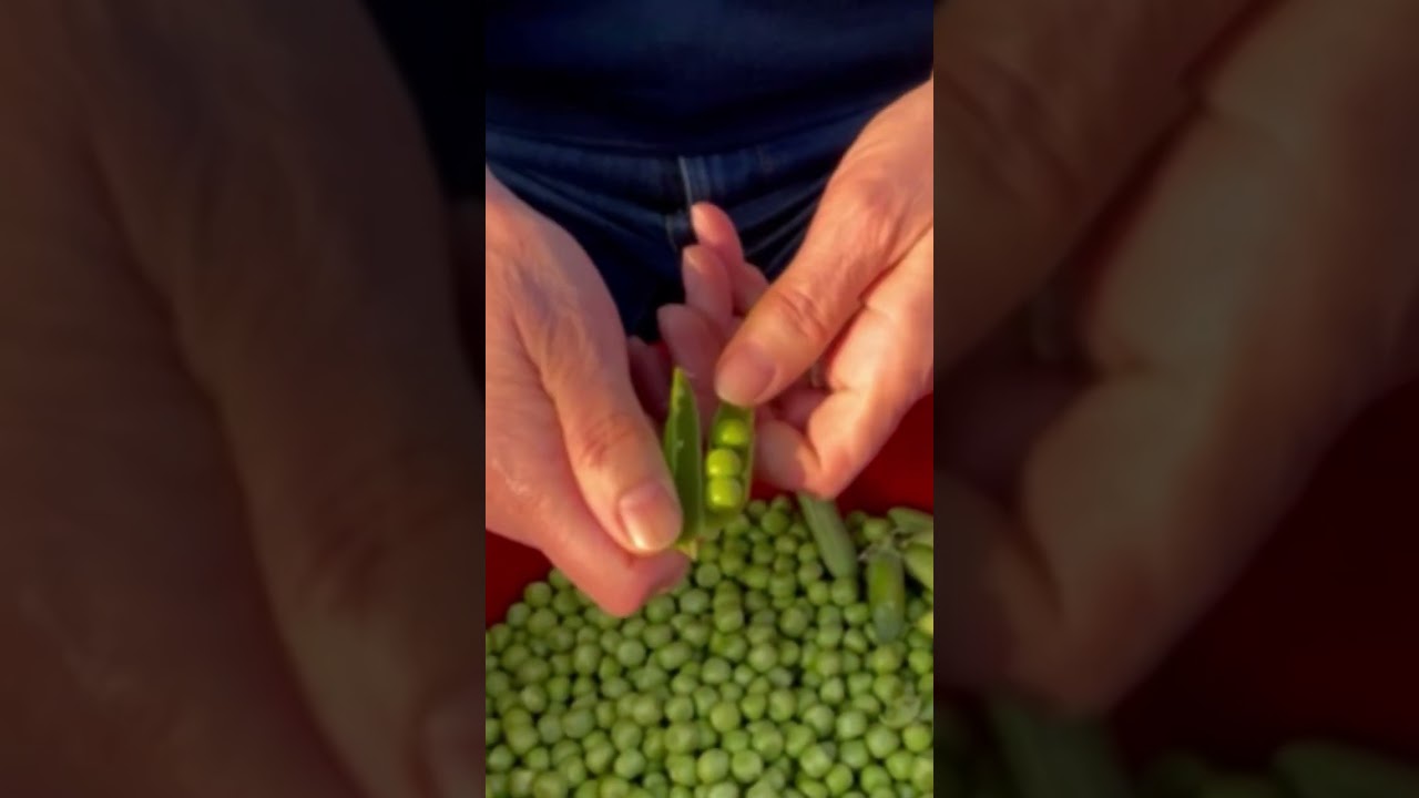 🫛Cistimo Grasak. Sweet Peas harvested from the garden  