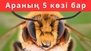 АРАЛАР ПАТШАЙЫМСЫЗ ӨМІР СҮРЕ АЛМАЙДЫ. FACTS ABOUT BEES. АРА ТУРАЛЫ ҚЫЗЫҚТЫ ДЕРЕКТЕР.