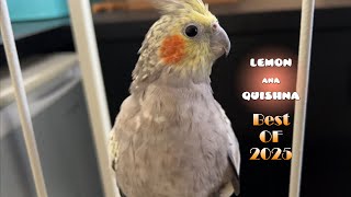 Best Moments of Cockatiels Lemon, Ana and Quishna in 2025