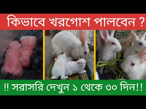 ভিডিও: পোষা শামুক কিভাবে বংশবৃদ্ধি করবেন: 10 টি ধাপ