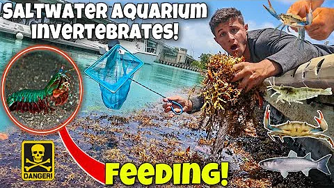 NETTING INVERTEBRATES & FEEDING Them To My DEADLY ...