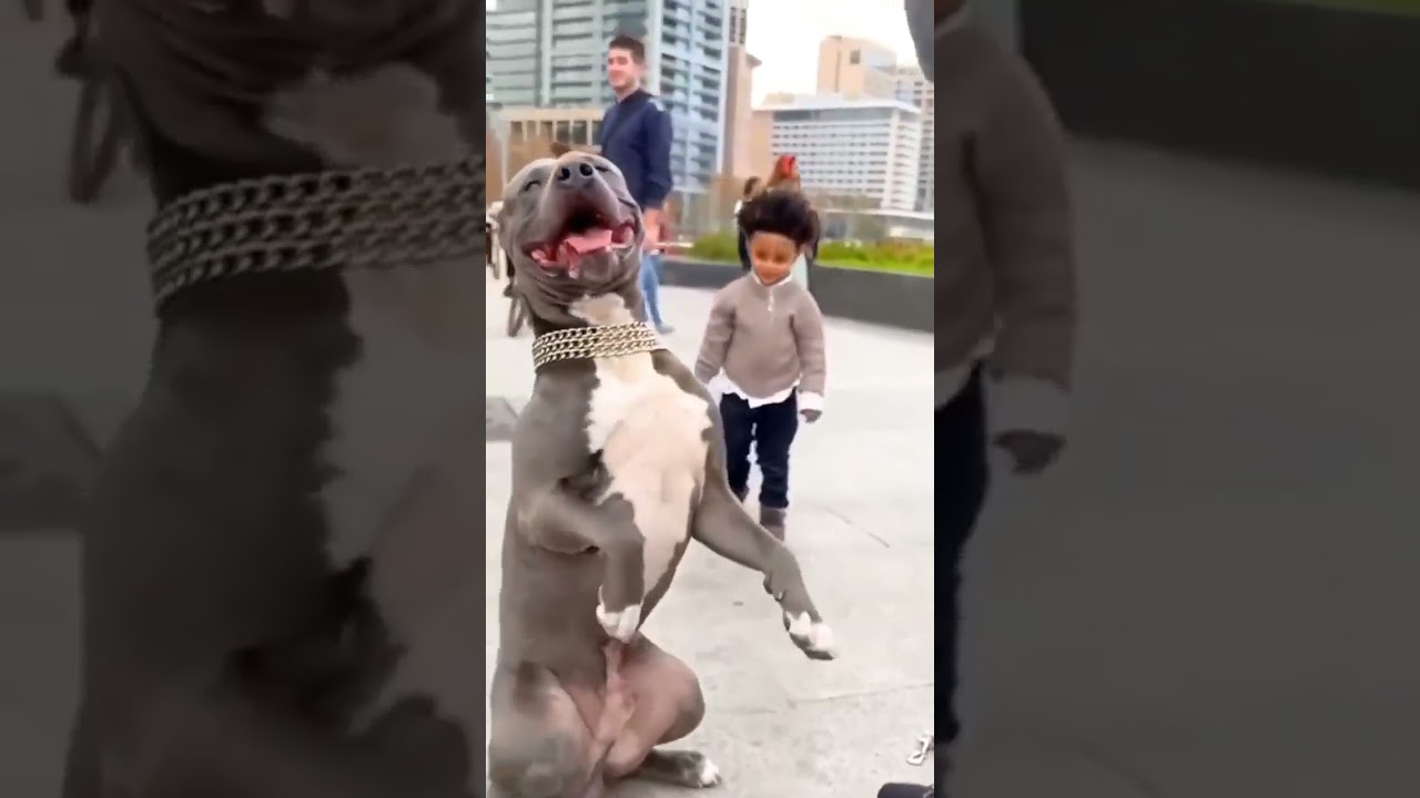 🆘🆘🆘 ПИТБУЛЬ НАПАЛ НА РЕБËНКА !!! 🆘🆘🆘(именно так бы написали, если бы что-то пошло не так 🤬🤬🤬)