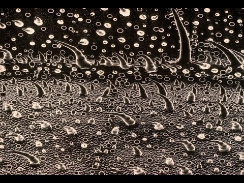 THE INNER UNIVERSE   1.  LANDSCAPE OF A COLEUS by Priscilla McLean
