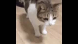 I get knocked down but I get up again-Cat