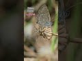 Zizeeria knysna#butterfly#butterflyspecies#nature#wildlife#macrophotography#insects#shortvideo