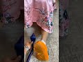 My wife vs snake shorts by tsuriki show