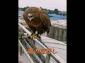 動物も恩返しをします! #animals