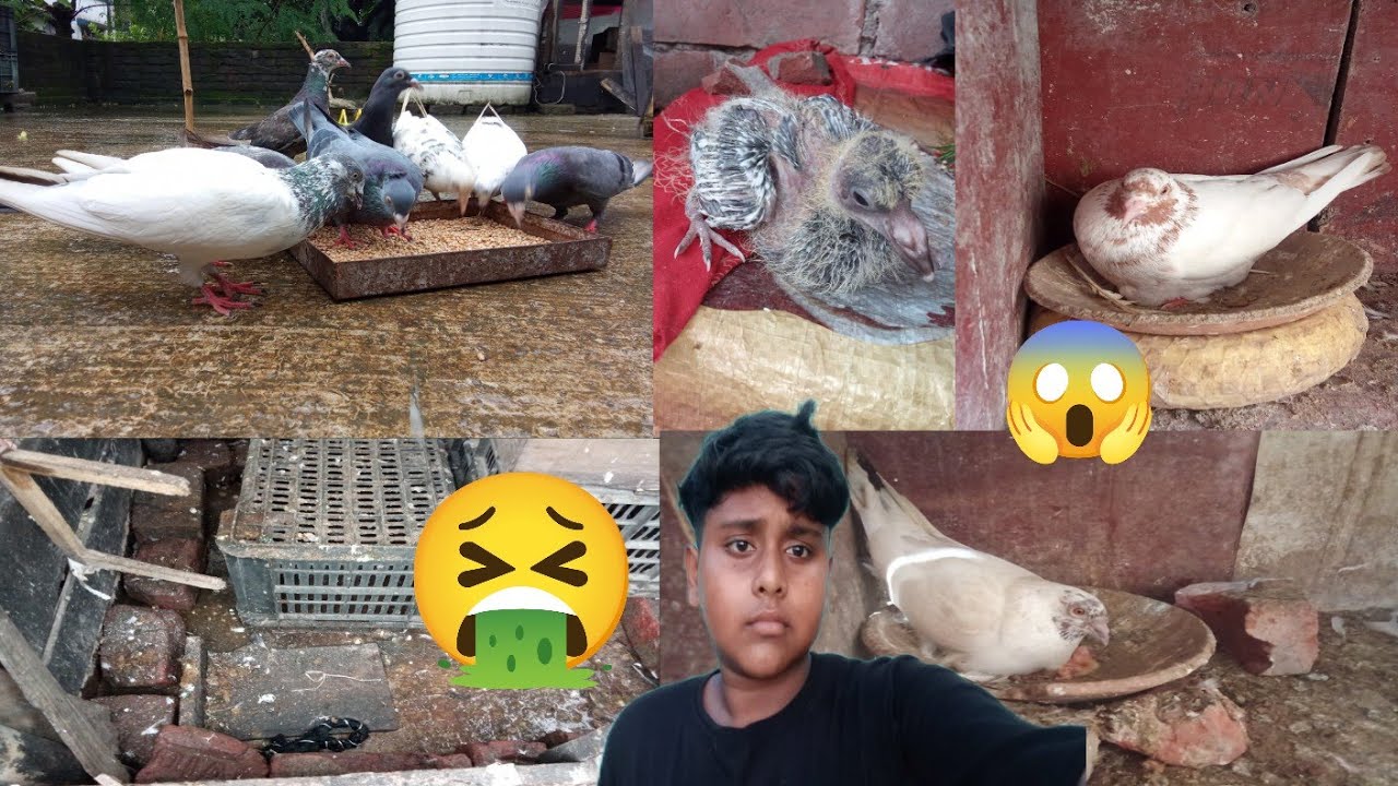 Amar ek jora paira Dim pora venge geyca amar Han piting pela halka boro hoyca