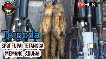 Berburu tupai sore hari  - SQUIRREL pest control 🆘 WILD HUNTING IND