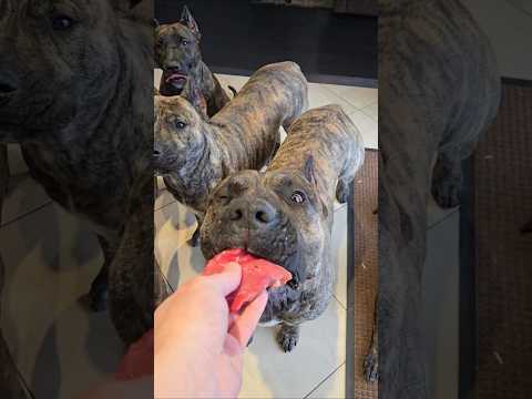 A well deserved snack for the Pack..wait for the last piece 😂