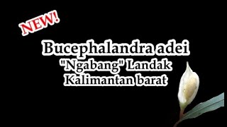 No.87 祝記載！32種目のブセ Bucephaladanra adei - YouTube