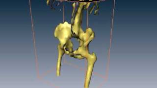 Famous Visualization Test 1, 3D Computed Tomography Models using Amira Software Net Worth