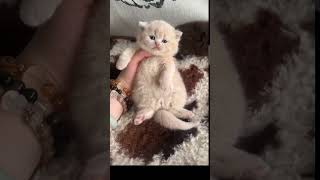 #adorablecat #cats #cat #catsofinstagram #cutecat #catlover #meow #kitty #cutecats #catlife