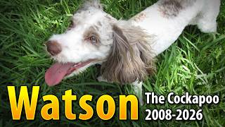 Watson the Cockapoo (2008-2026)
