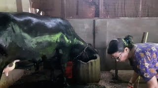 Cow Bath Video || Cow Shampoo || VridhiRama