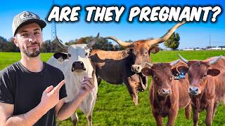 Preg Checking Our Rodeo Cows! (Good News!)