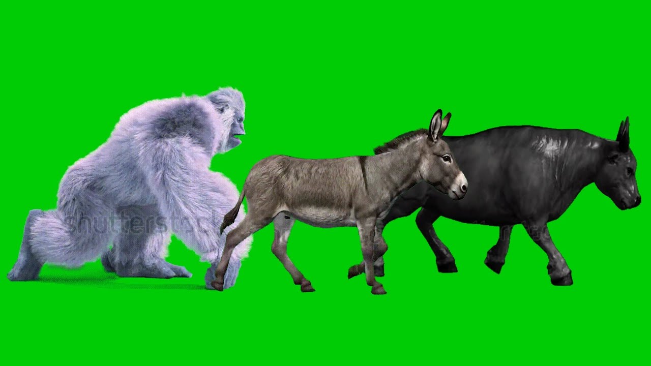 Animals green screen | gorilla donkey cow ‼️