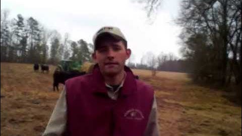 Cattle Guards - Not Hired Guns