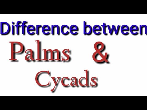 Vídeo: Diferença Entre Cycads E Palms