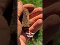 Football Field Lipstick? Cheerleader? #football #cheerleader #vintage #metaldetecting #viral #short