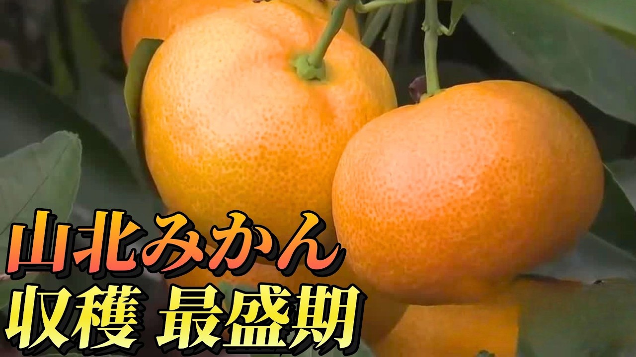 Yamakita Mandarin Harvest in Full Swing: Launching the New 