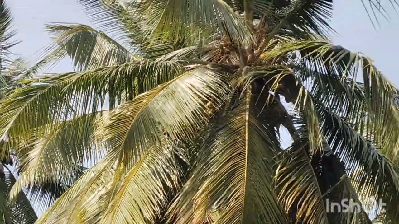 #1.80ஏக்கர் #தோட்டம் #ஈரோடுமாவட்டம்