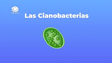 ¿Qué particularidad tiene la floración de las cianobacterias para los ecosistemas?