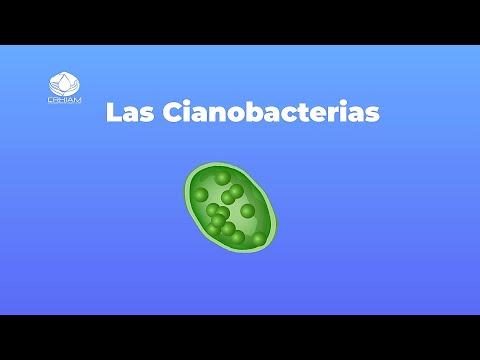 Video: ¿Qué necesitan las cianobacterias para crecer?