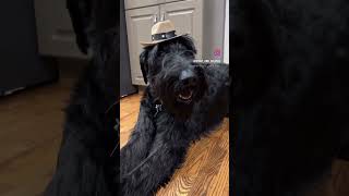 Rocky, the Giant Schnauzer Cowboy  #dog #puppy #cute #doglover #funny #love #pets #schnauzer